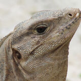 Ellie Enking - Iguana
