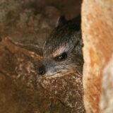 Ellie Enking - Kenyan Rock Hyrax