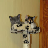 Ellie Enking - Kittens