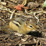 Ellie Enking - Michigan Chipmunk