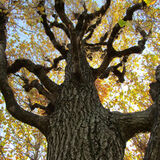 Ellie Enking - Mighty Oak