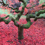 Ellie Enking - Nature's Sculpture
