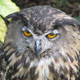 Ellie Enking - Owl About Town