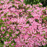 Ellie Enking - Pink Azalea