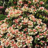 Ellie Enking - Rhododendron 'Golden Torch'