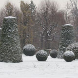 Ellie Enking - Snow Topiary