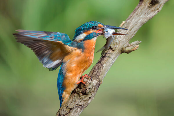 Female Kingfisher