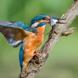 Female Kingfisher