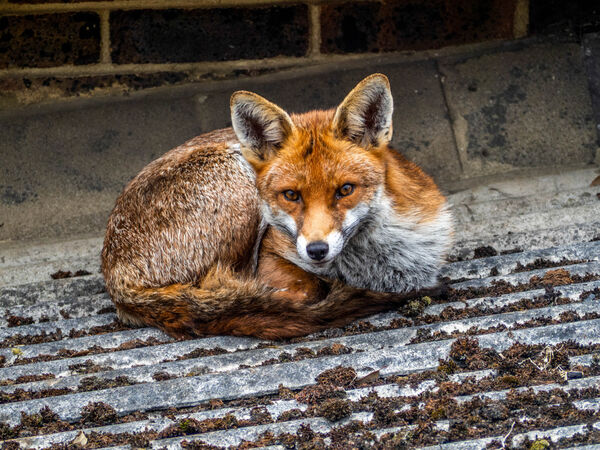Fox on a hot tin roof