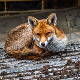 Fox on a hot tin roof