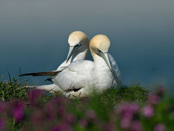 Gannets