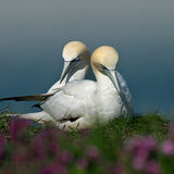Gannets