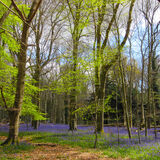 Gay Hadley - Bluebell Wood