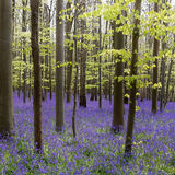 Gay Hadley - Bluebells