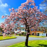 Gay Hadley - Cherry Tree