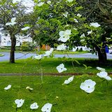 Gay Hadley - Cornus Kousa