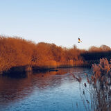 Gay Hadley - Frozen Pond