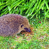 Gay Hadley - Hungry Hedgehog