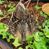 Gay Hadley - Nesting Duck