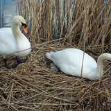 Gay Hadley - Nesting Swans
