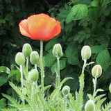 Gay Hadley - Poppy