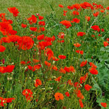 Gay Hadley - Summer Poppies