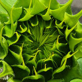 Gay Hadley - Sunflower Head