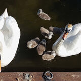 Gay Hadley - Swan Family