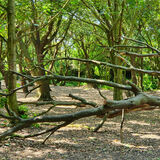 Gay Hadley - Trees at Goring Gap
