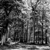 Gay Hadley - Trees