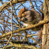 Greenwich squirrel