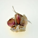 Guy Partignton - Garlic