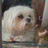 Guy Partington - Alfriston windowdog