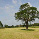 Guy Partington - Angmering Field in Summer