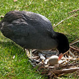 Guy Partington - Coot Egg Adjust
