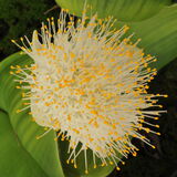 Guy Partington - Haemanthus albiflos