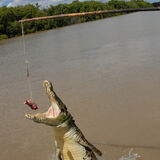 Guy Partington - Jumping Crocodile