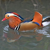 Guy Partington - Mandarin - Joint 3rd (7 votes)