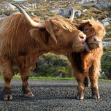 Guy Partington - Mother Love - 3rd (8 votes)