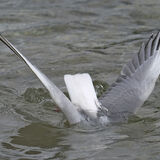 Guy Partington - Tern Dive