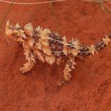 Guy Partington - Thorny Devil