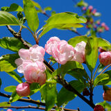 Guy Partington - Apple Blossom - 2nd (9 votes)