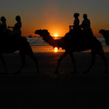 Guy Partington - Camels At Sunset - Joint 1st