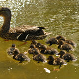 Guy Partington - Eleven Ducklings
