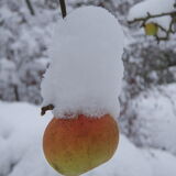 Guy Partington - Russet in Snow - Joint 3rd (5 votes)