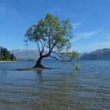 Guy Partington - That Wanaka Tree - 1st (9 votes)