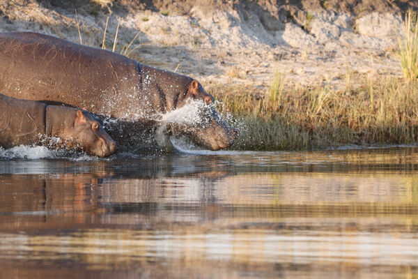 Hippo Swimming