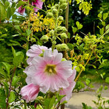 Hollyhock