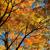 Autumn in Denmans Gardens