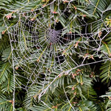 Frozen spider's web
